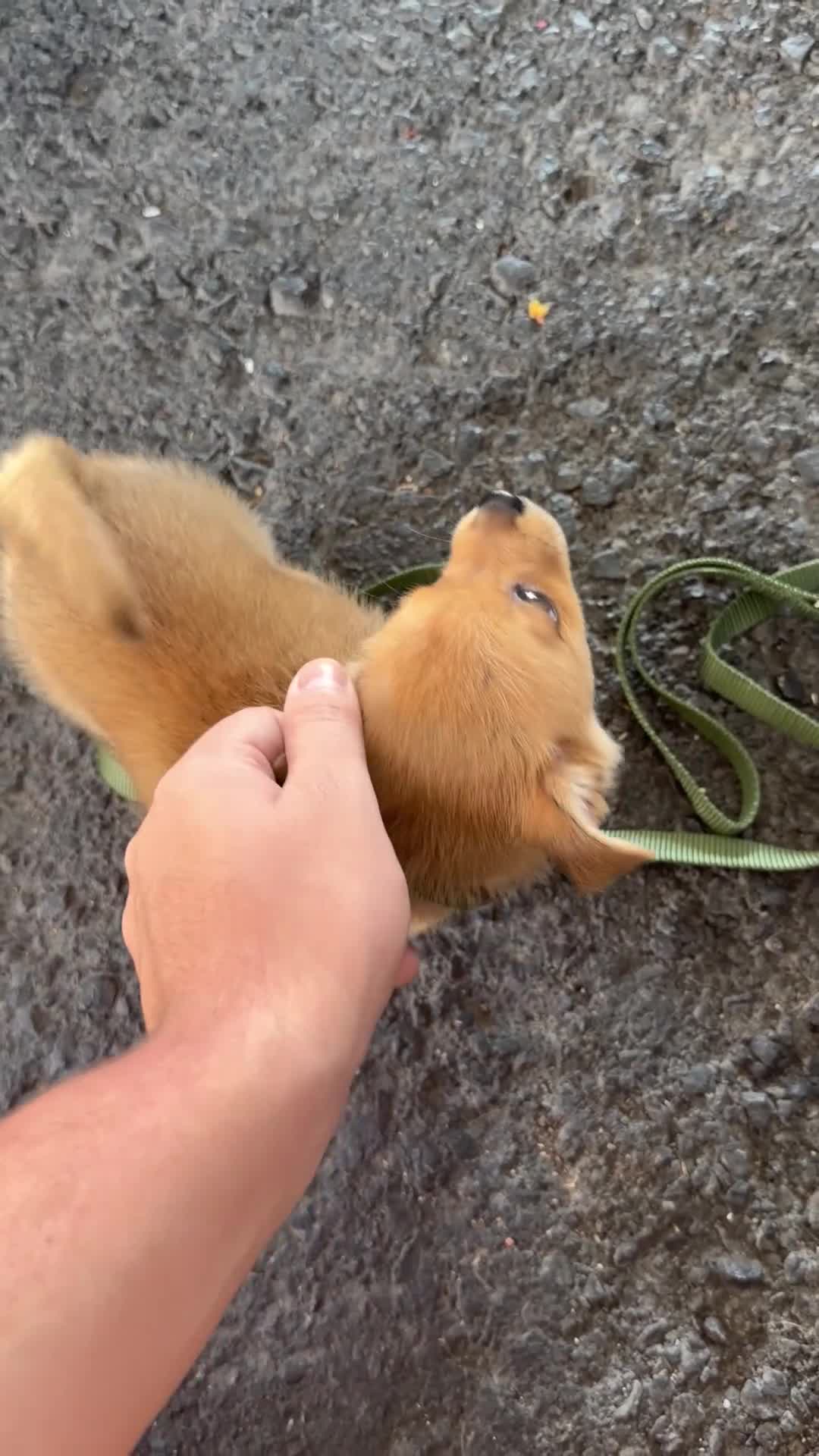 Pomchi dogs for sale: Pomchi 1 - Video 1