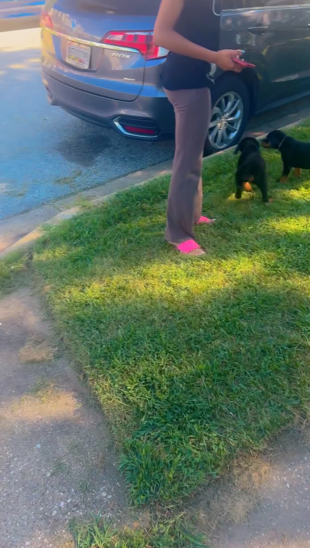 Rottweiler dogs for sale: Brooklyn  - Video 1