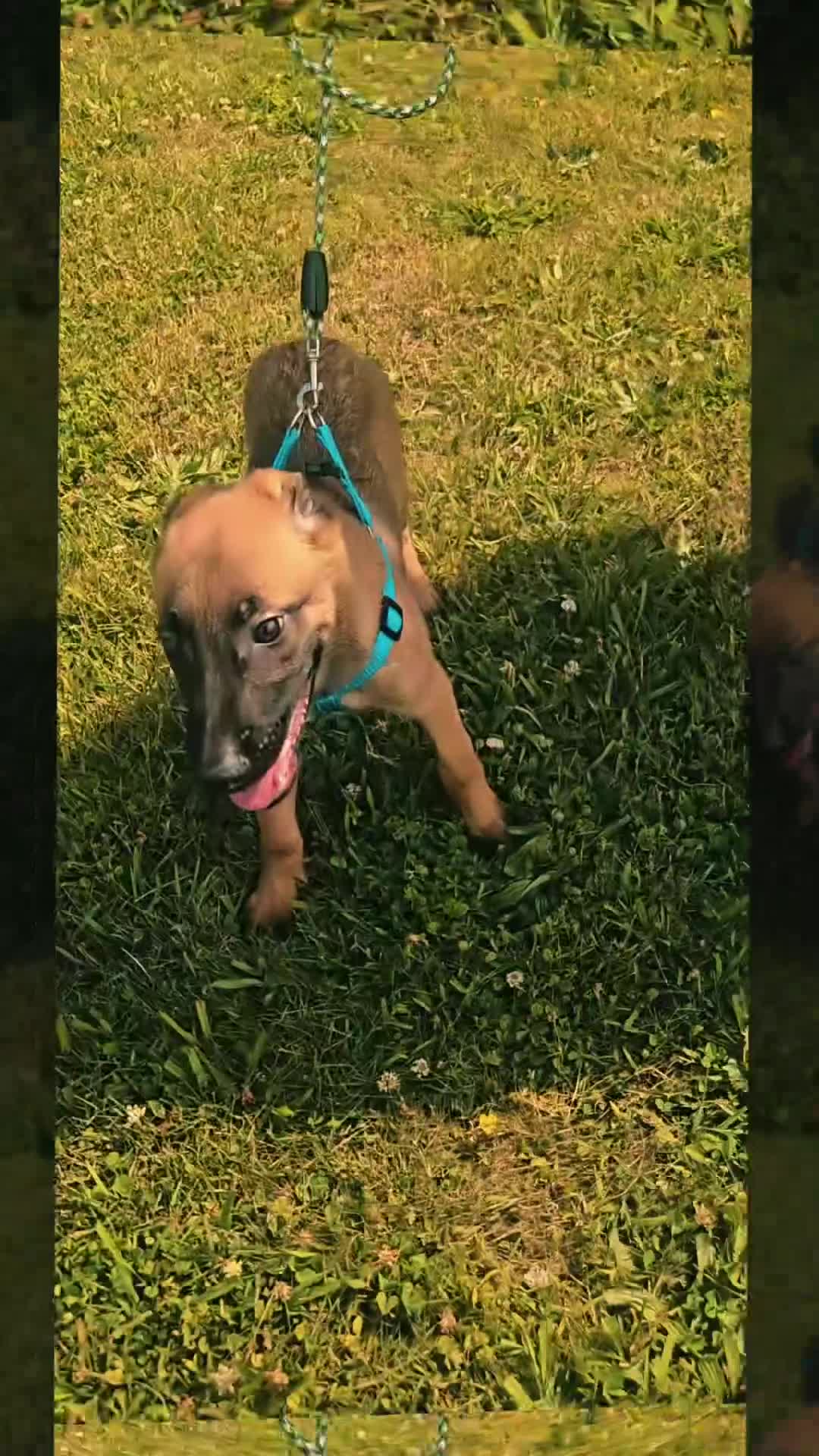 Belgian Malinois dogs for sale: Belgian Malinois Puppy 3 (Boss Man) - Video 2