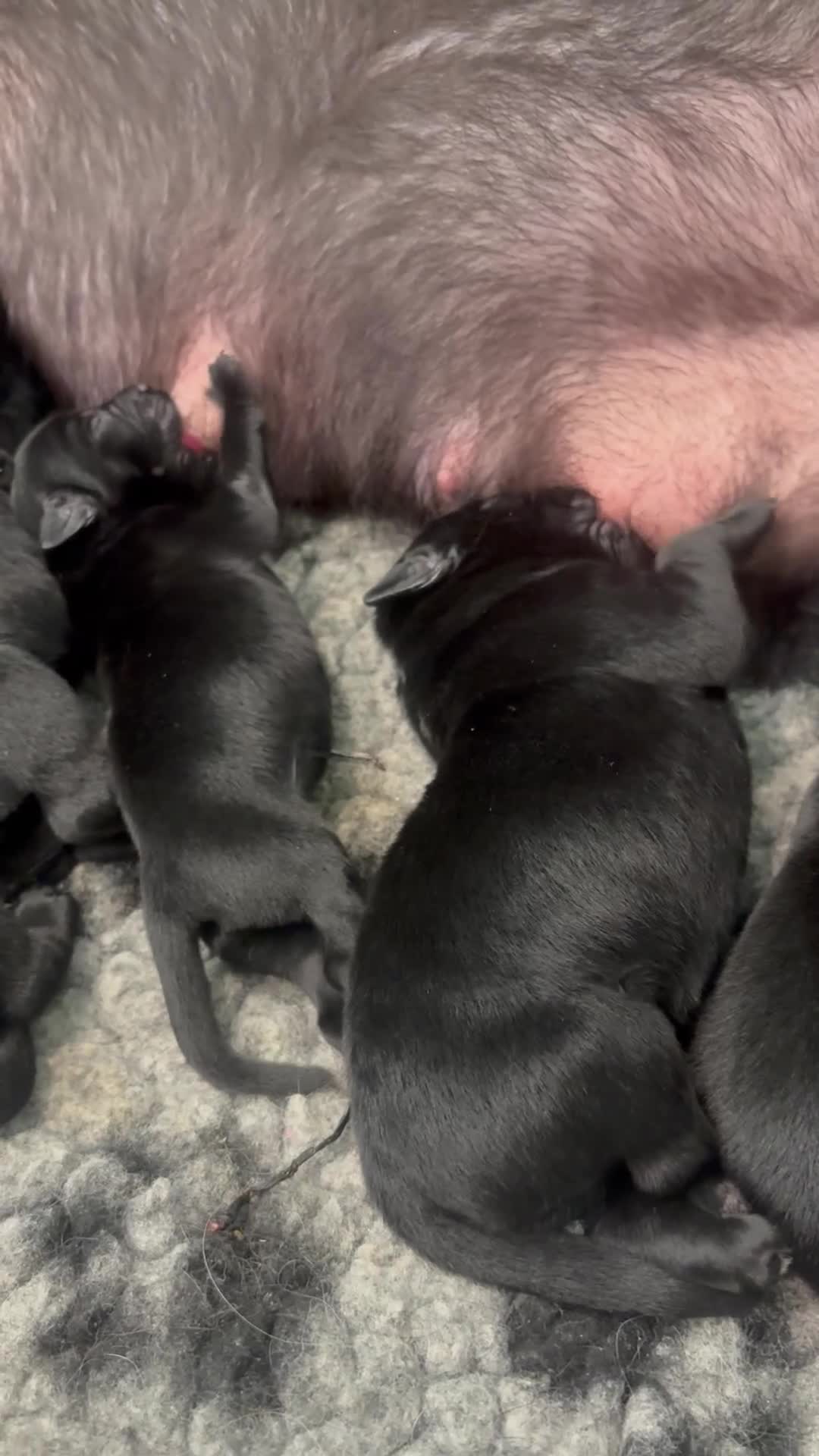 Labrador Retriever dogs for sale: Labrador Retriever Puppy 2 - Video 1