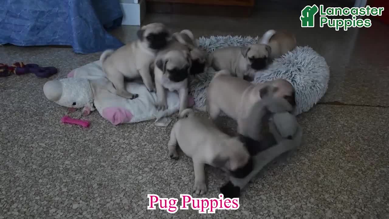 Pug dogs for sale: Bingo - Video 1