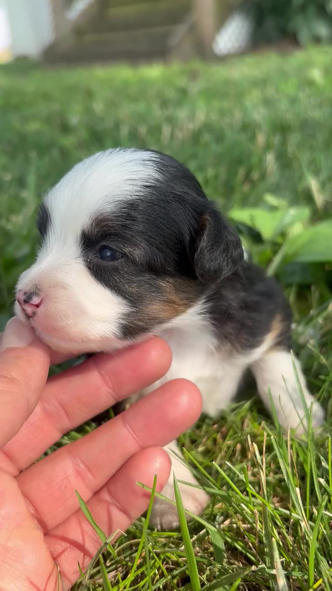 Mini Aussiedoodle dogs for sale: Mini Aussiedoodle 3 - Video 1