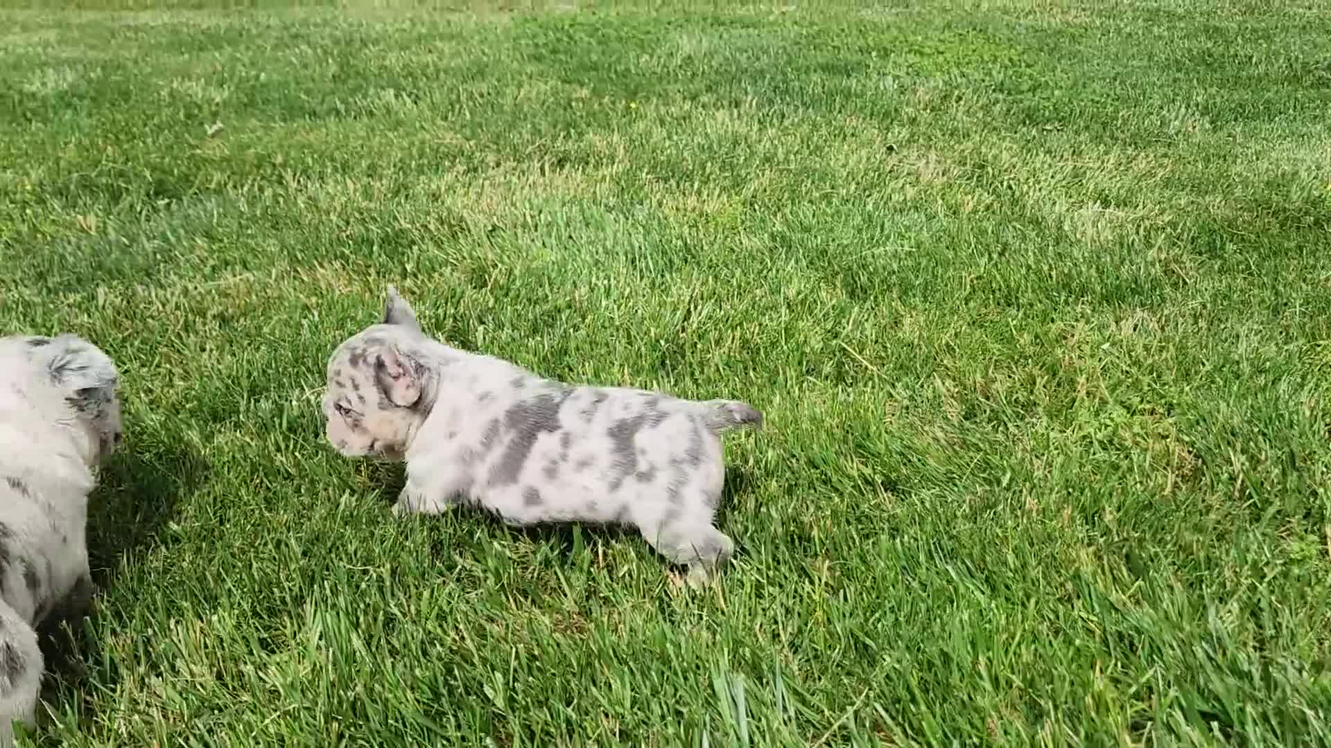 French Bulldog dogs for sale: Jamie  - Video 1