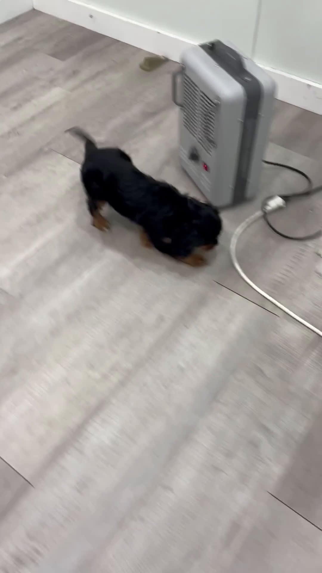 Cavalier King Charles Spaniel dogs for sale: Daisy - Video 1