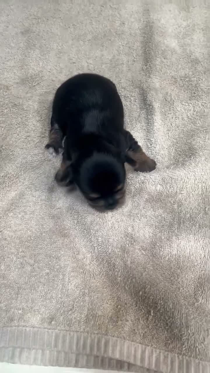 Yorkshire Terrier dogs for sale: Noodles - Video 1