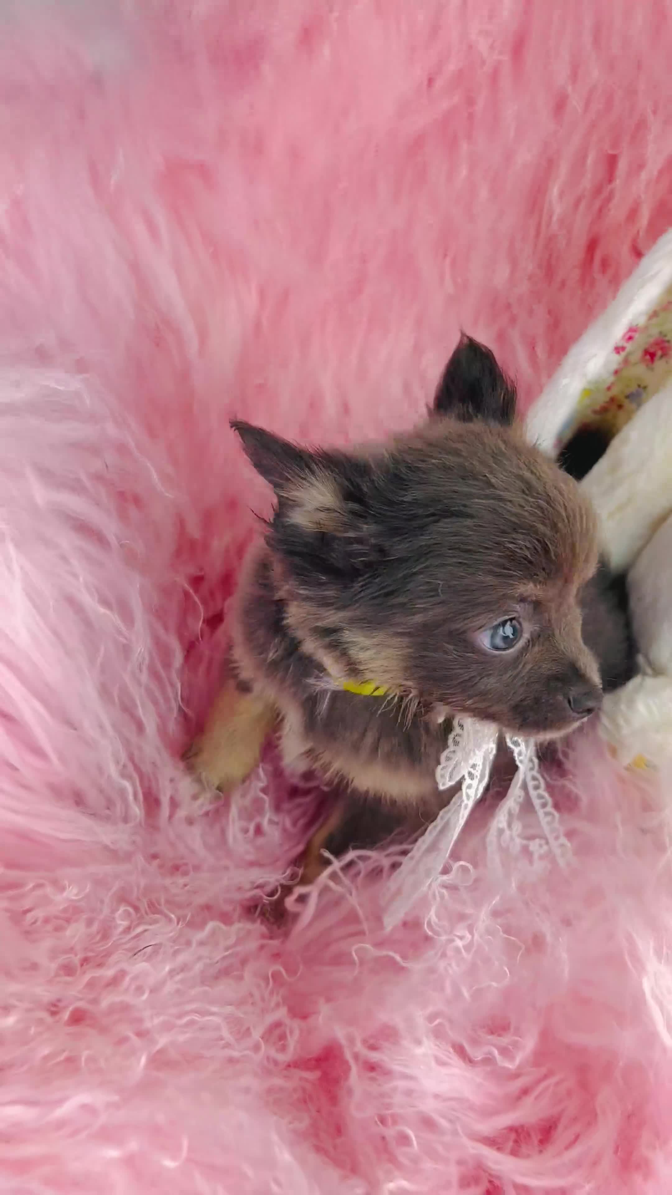 Chihuahua dogs for sale: Chihuahua 1 - Video 1