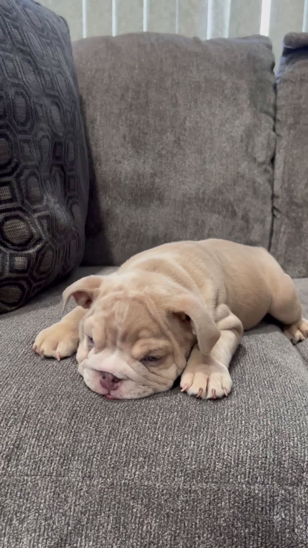 English Bulldog dogs for sale: Sunshine  - Video 2