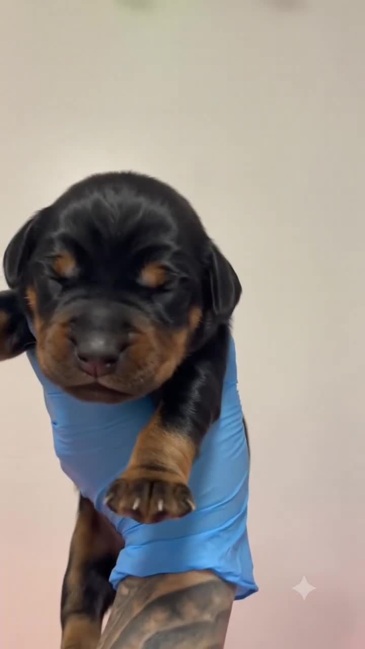Doberman Pinscher dogs for sale: Black Velvet Abyss Nebula (European) - Video 1