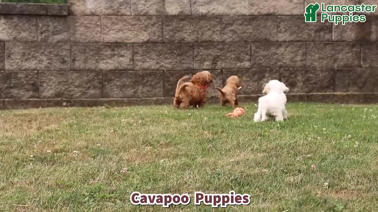 Cavapoo dogs for sale: Loki - Video 1