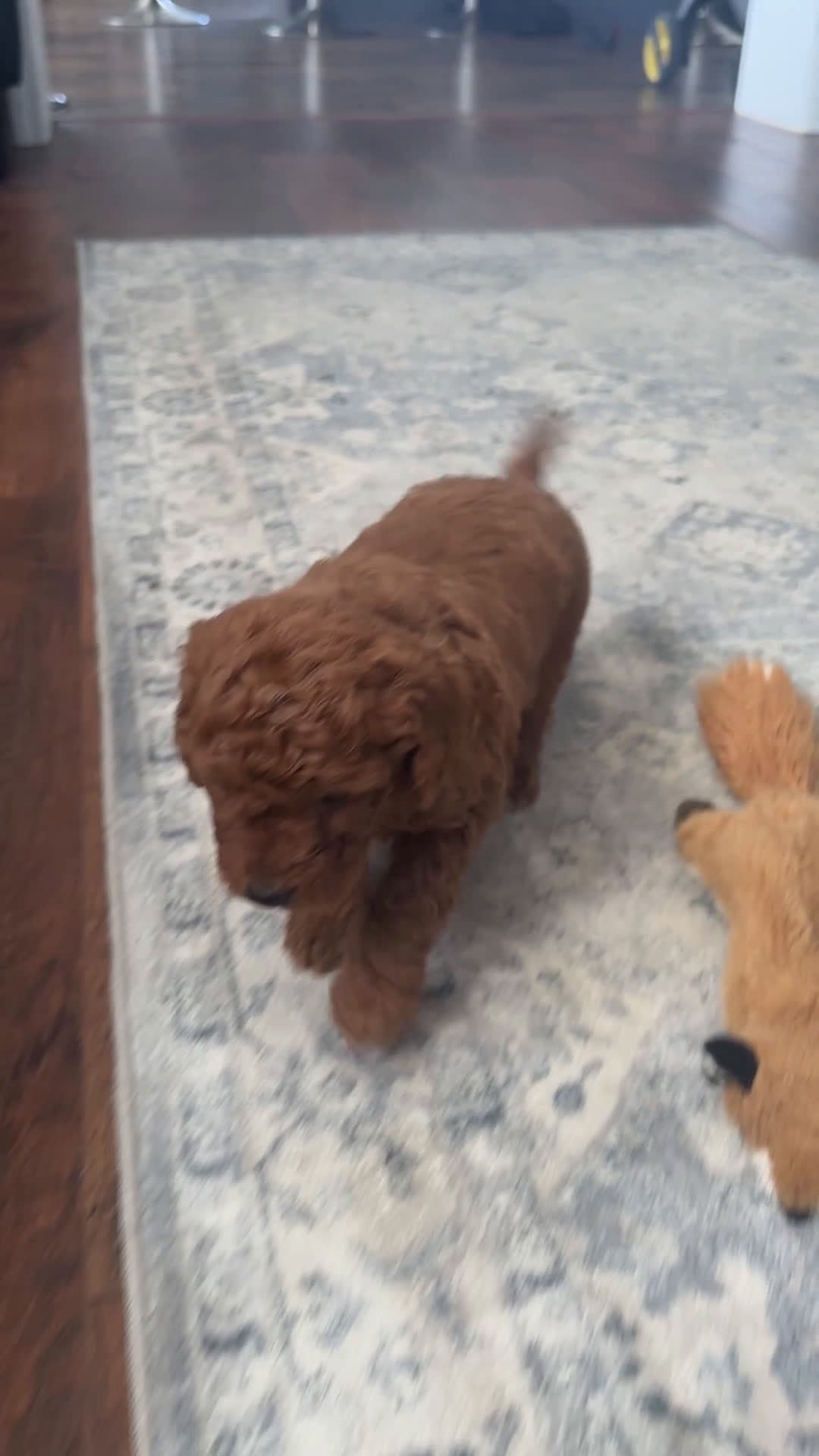 Goldendoodle dogs for sale: Rosette - Video 1