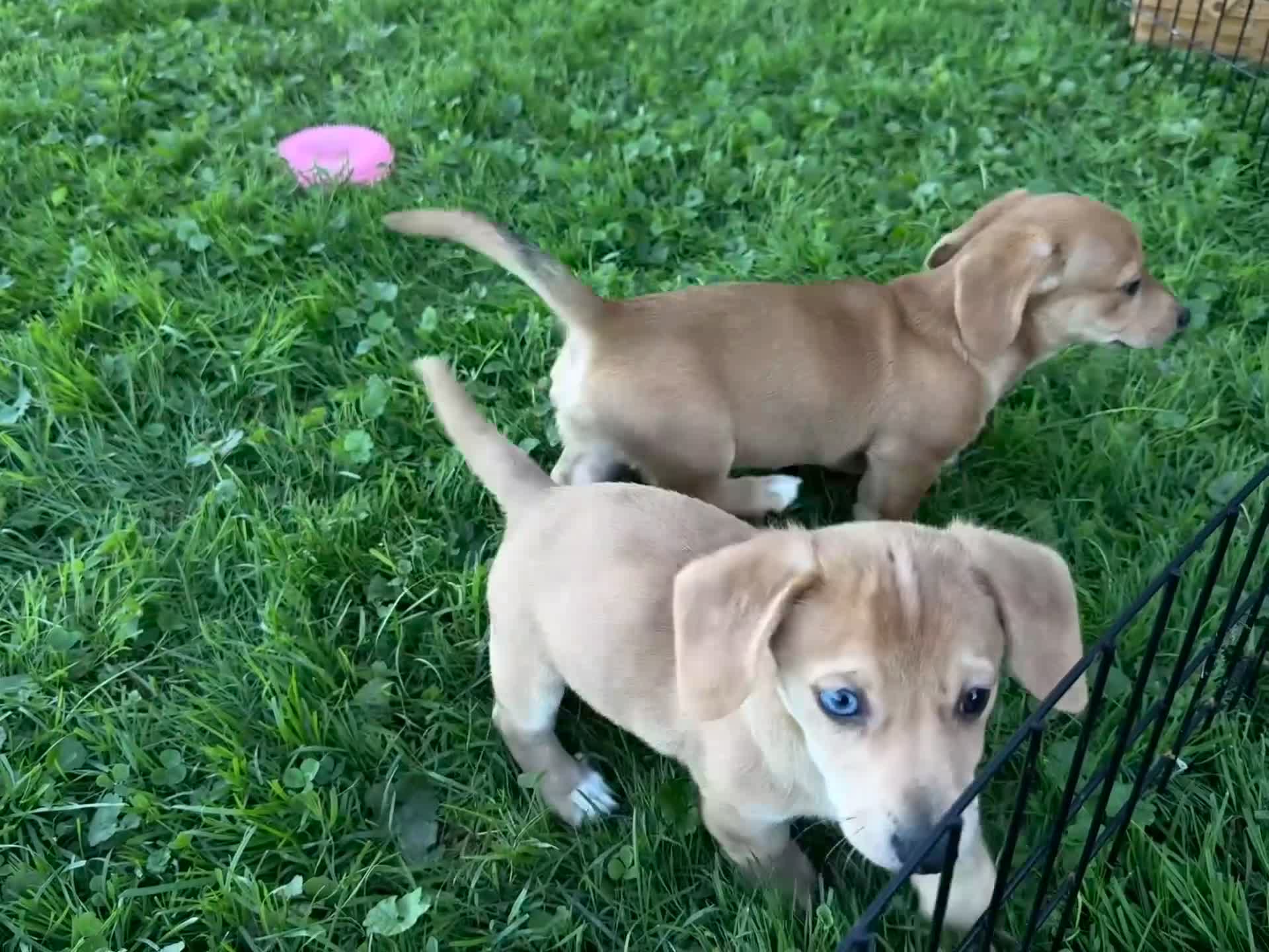 Mixed Breed dogs for sale: Classic Dorgi Female - Corgi & Dachshund Mix - Video 3