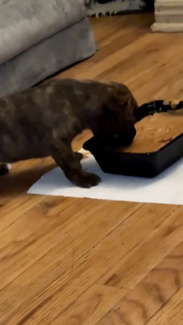 Mixed Breed dogs for sale: Mixed Breed Puppy 1 - Video 1