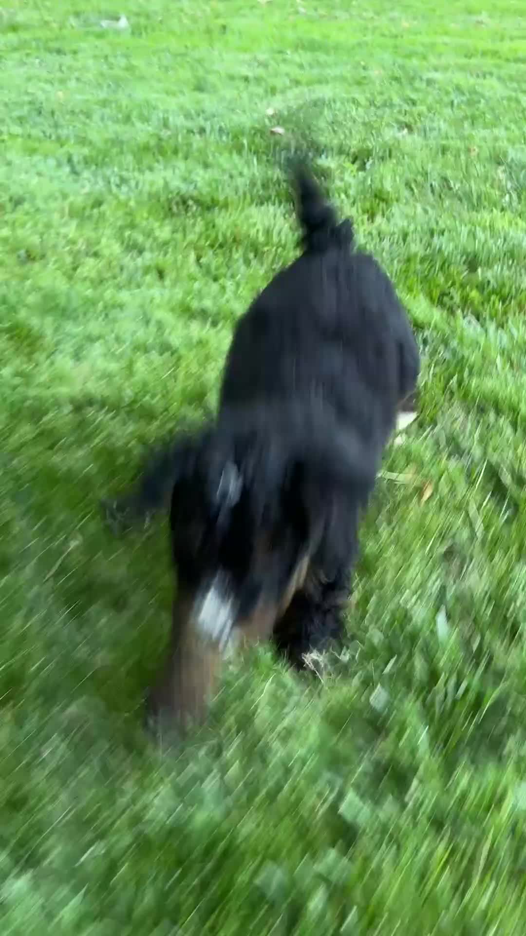 Mini Bernedoodle dogs for sale: Lilly - Video 1