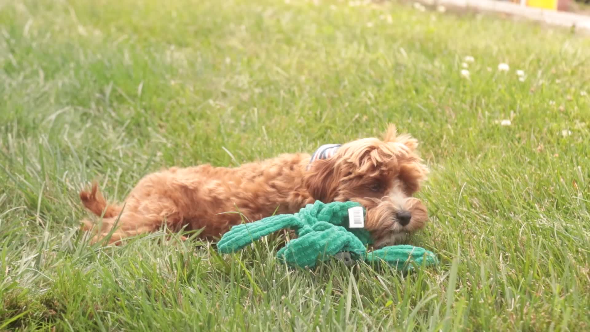 Cavapoo dogs for sale: Harper - Video 1