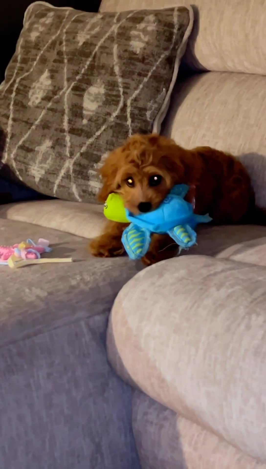 Cavapoo dogs for sale: Nala 💗 - Video 1