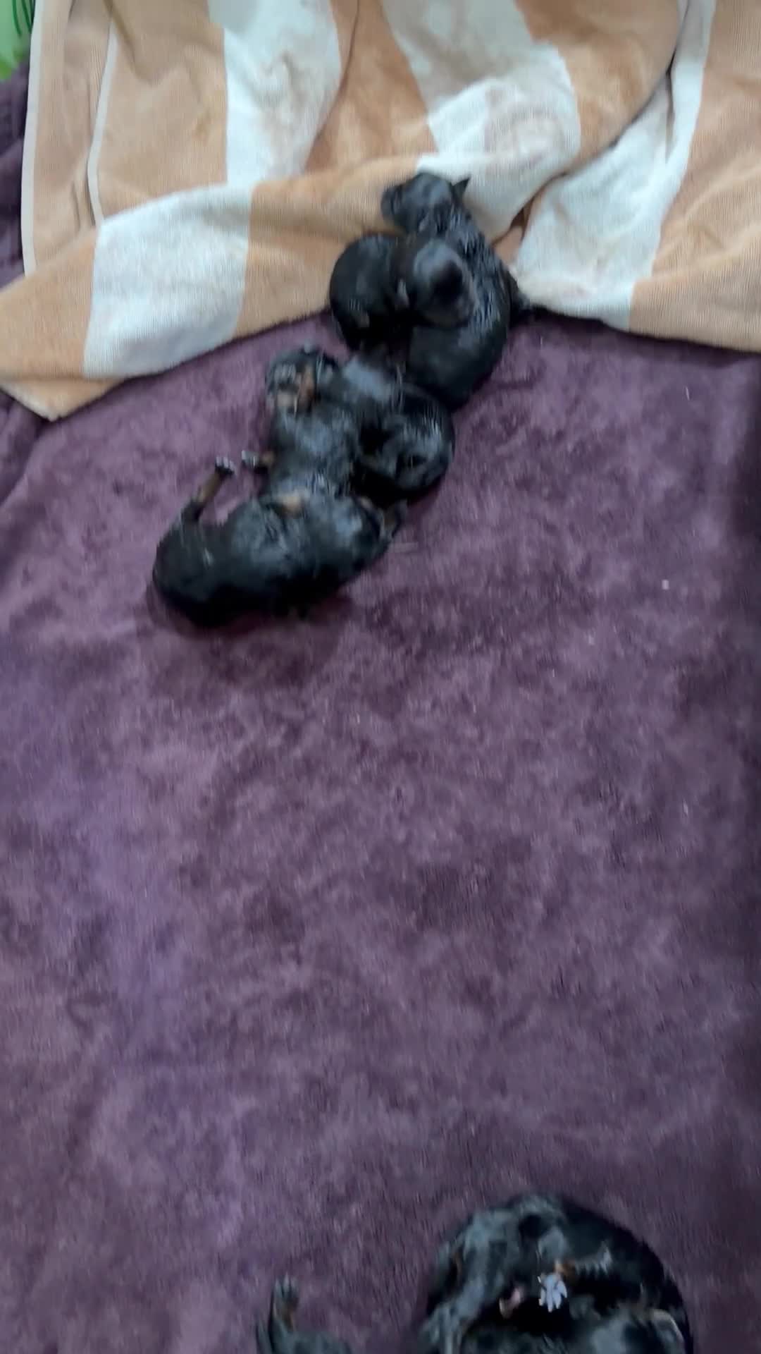 Rottweiler dogs for sale: Rottweiler 6 - Video 1