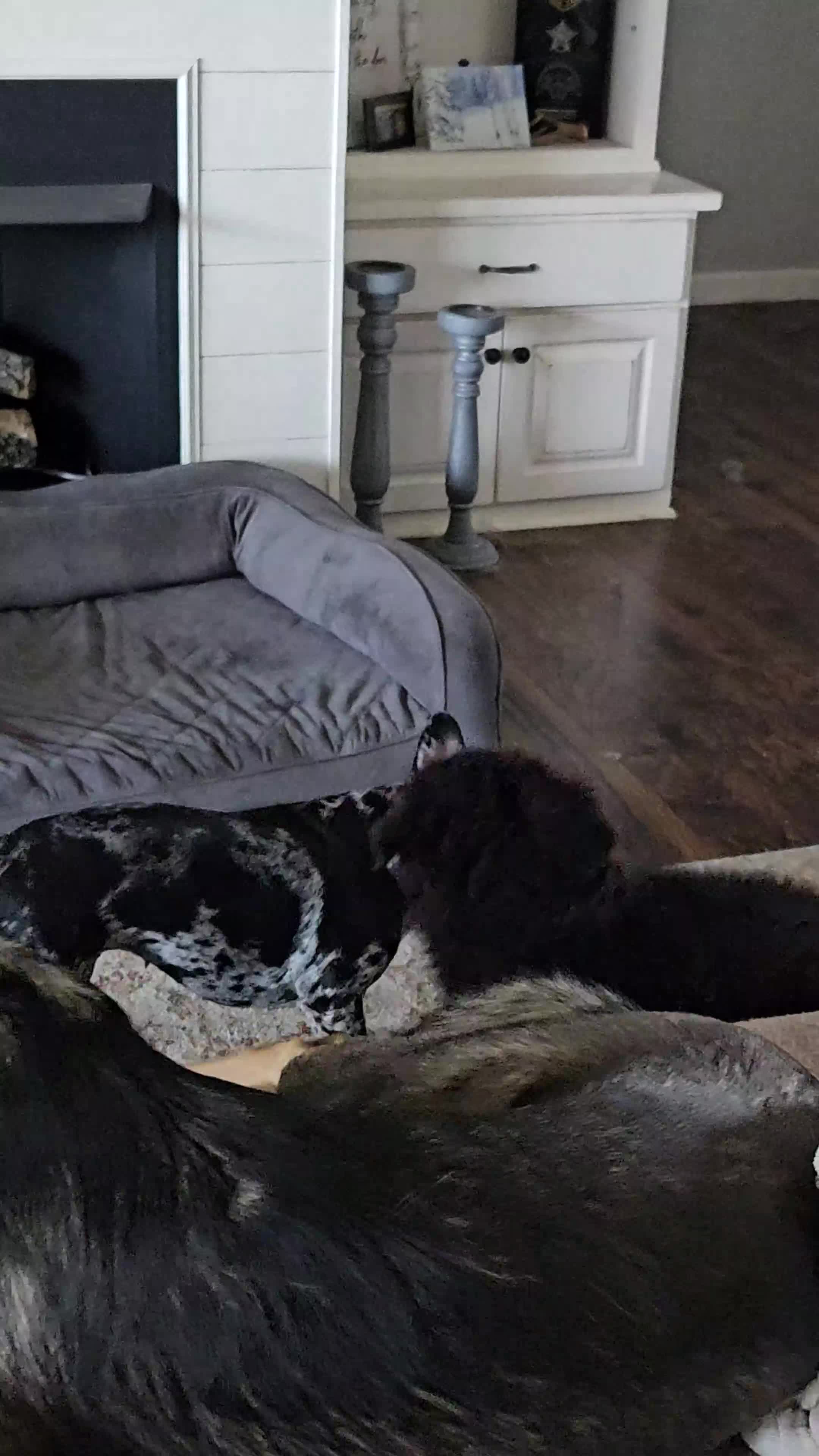 German Shepherd dogs for sale: German Shepherd litter of 7 puppies - Video 1