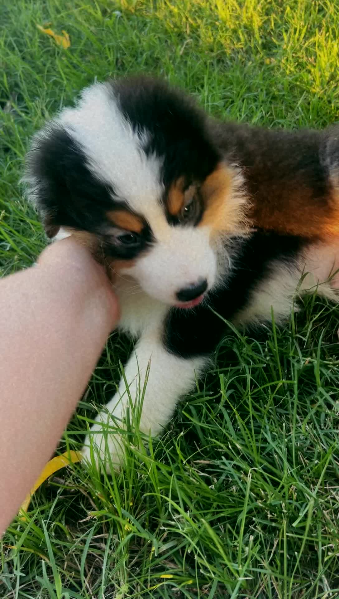 Australian Shepherd dogs for sale: “Pete” Black Tri Male  - Video 1