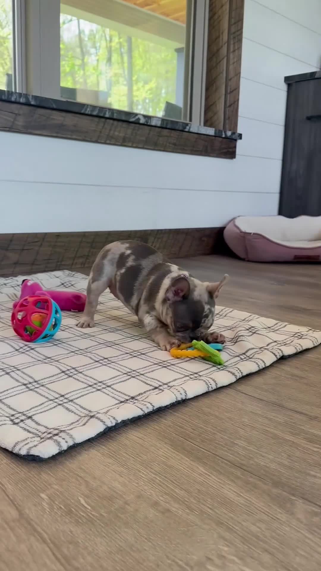 French Bulldog dogs for sale: Janie - Video 1