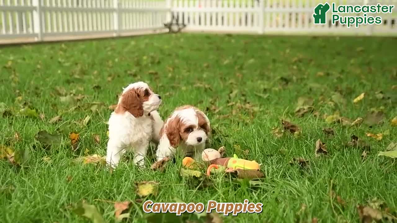 Cavapoo dogs for sale: Jasper - Video 1