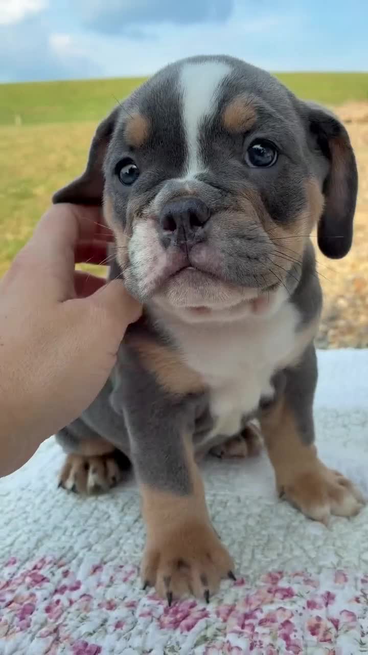 Beabull dogs for sale: Benji - Video 1