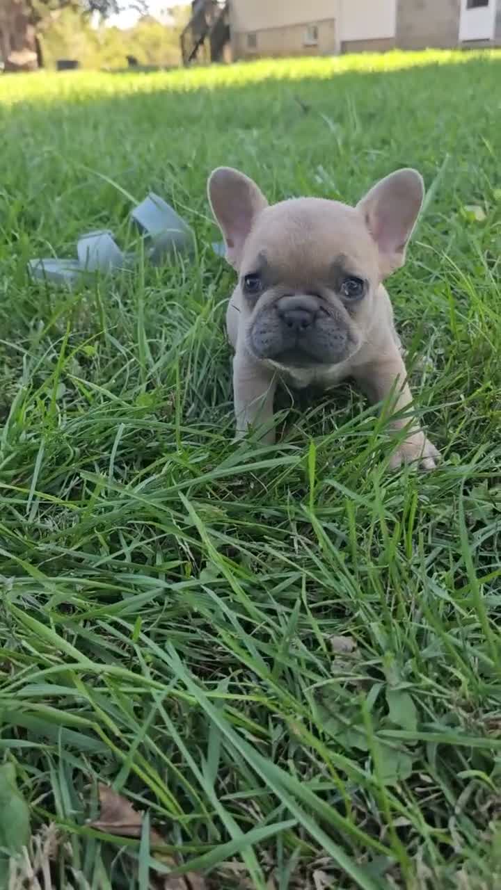 French Bulldog dogs for sale: Poppy Mae - Video 1