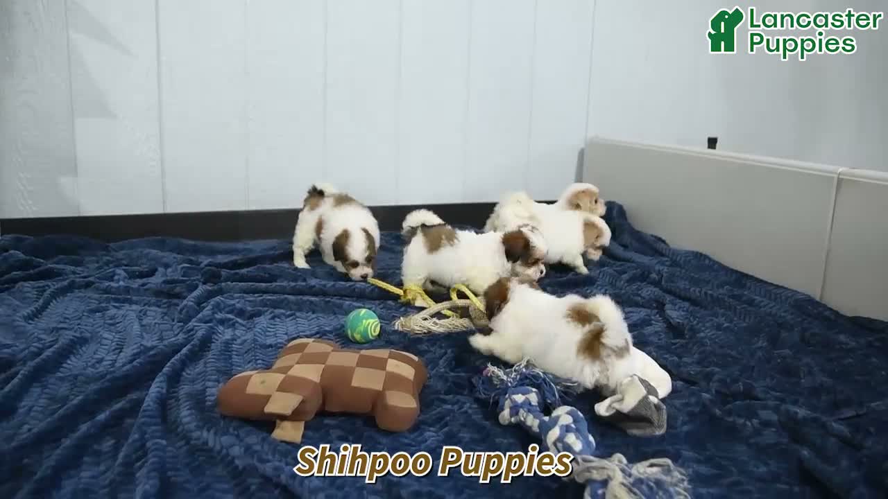 Shihpoo dogs for sale: Jetta - Video 1