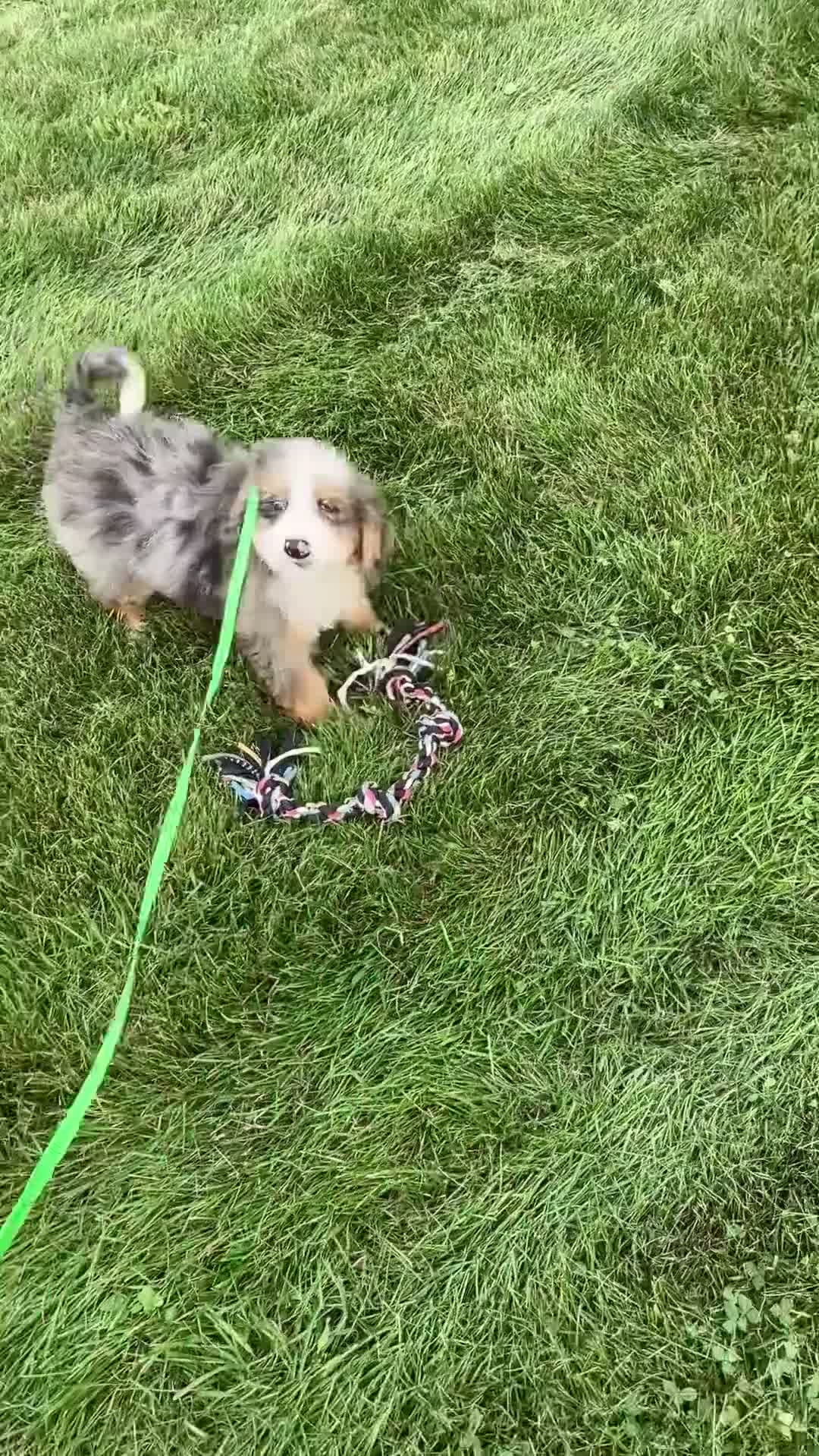 Mini Bernedoodle dogs for sale: Jojo - Video 1
