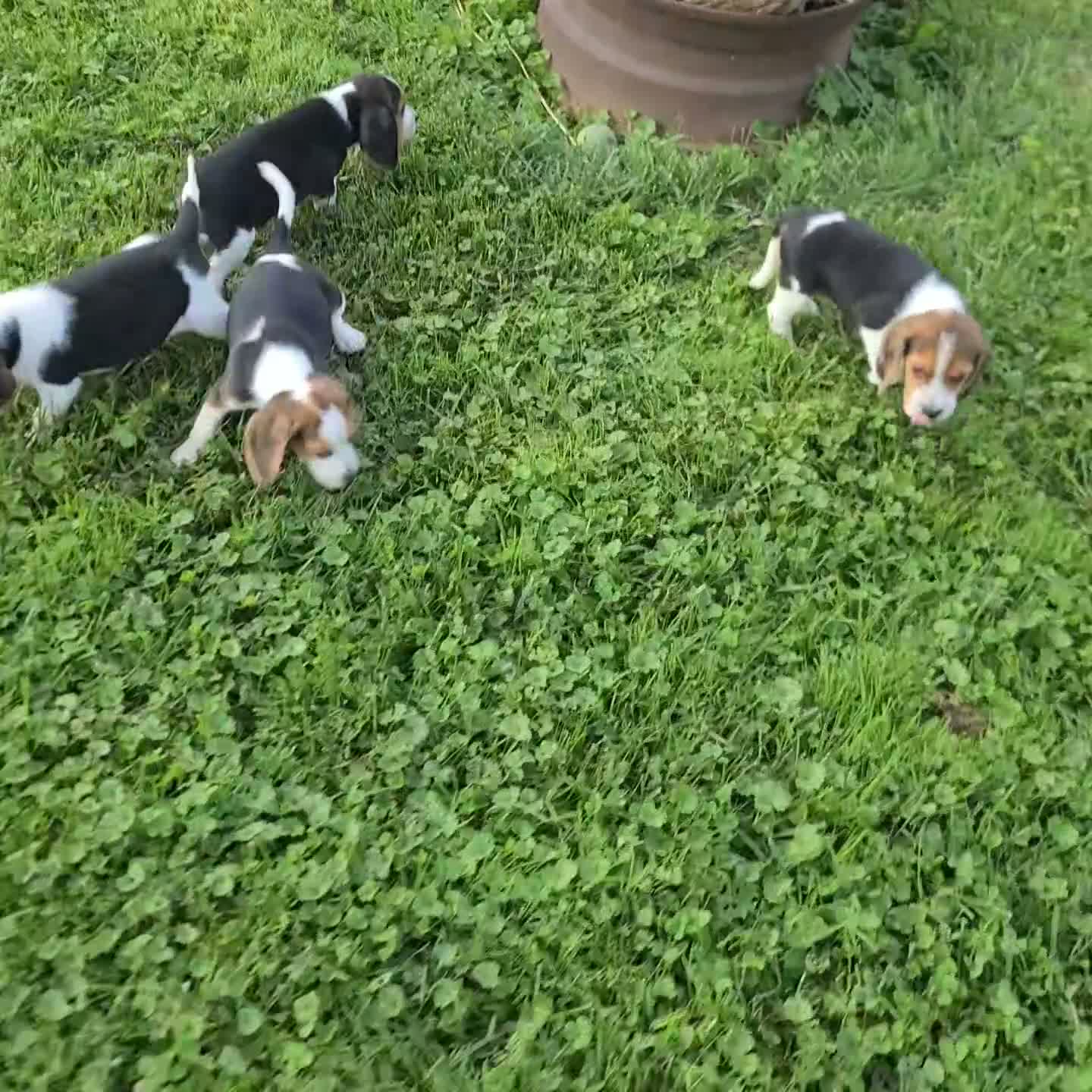 Beagle dogs for sale: Dora - Video 1