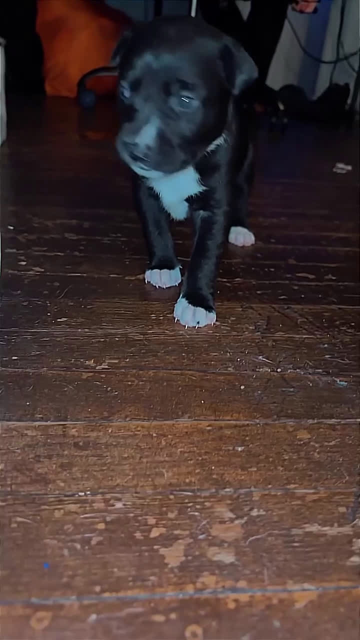 Mixed Breed dogs for sale:  Puppy 1 - Video 1