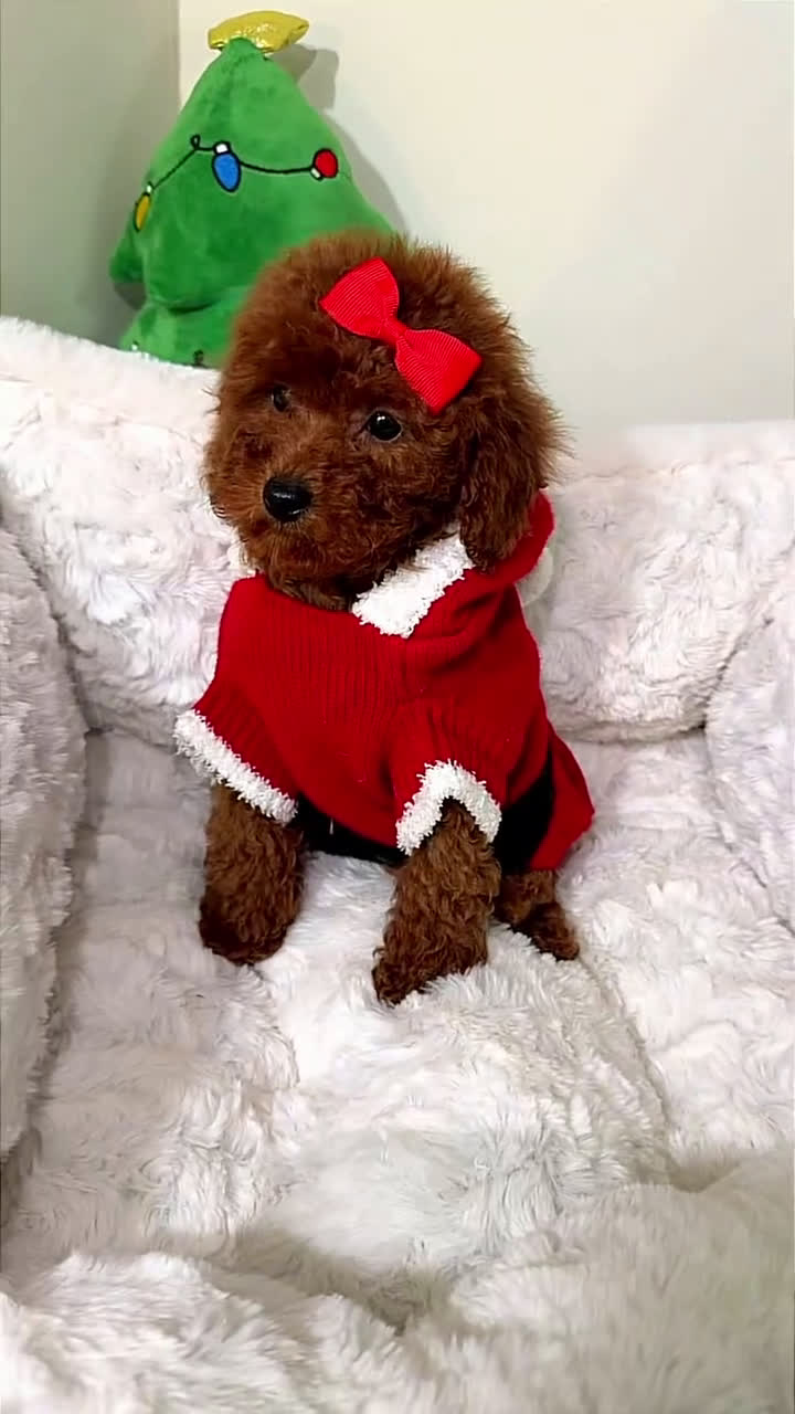 Toy Poodle dogs for sale: Tiny cakes  - Video 1