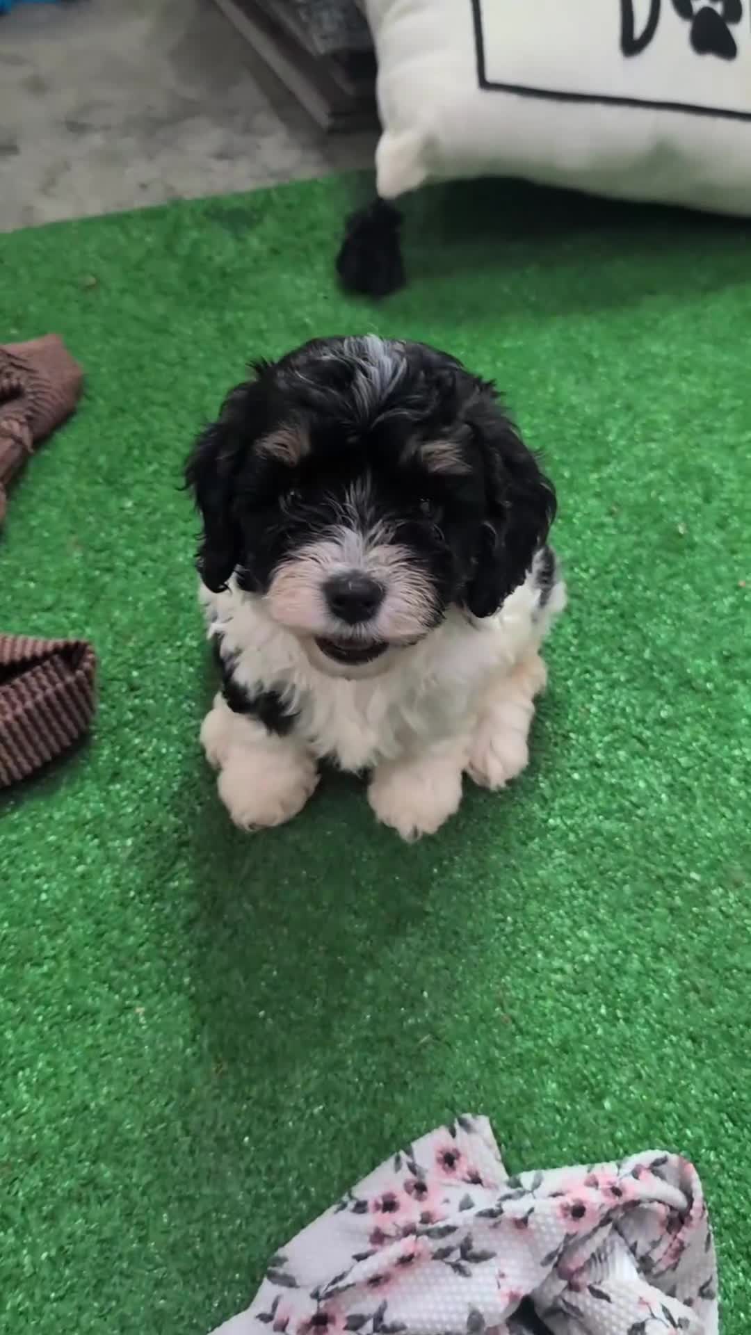 Cavapoo dogs for sale: Clover - Video 1