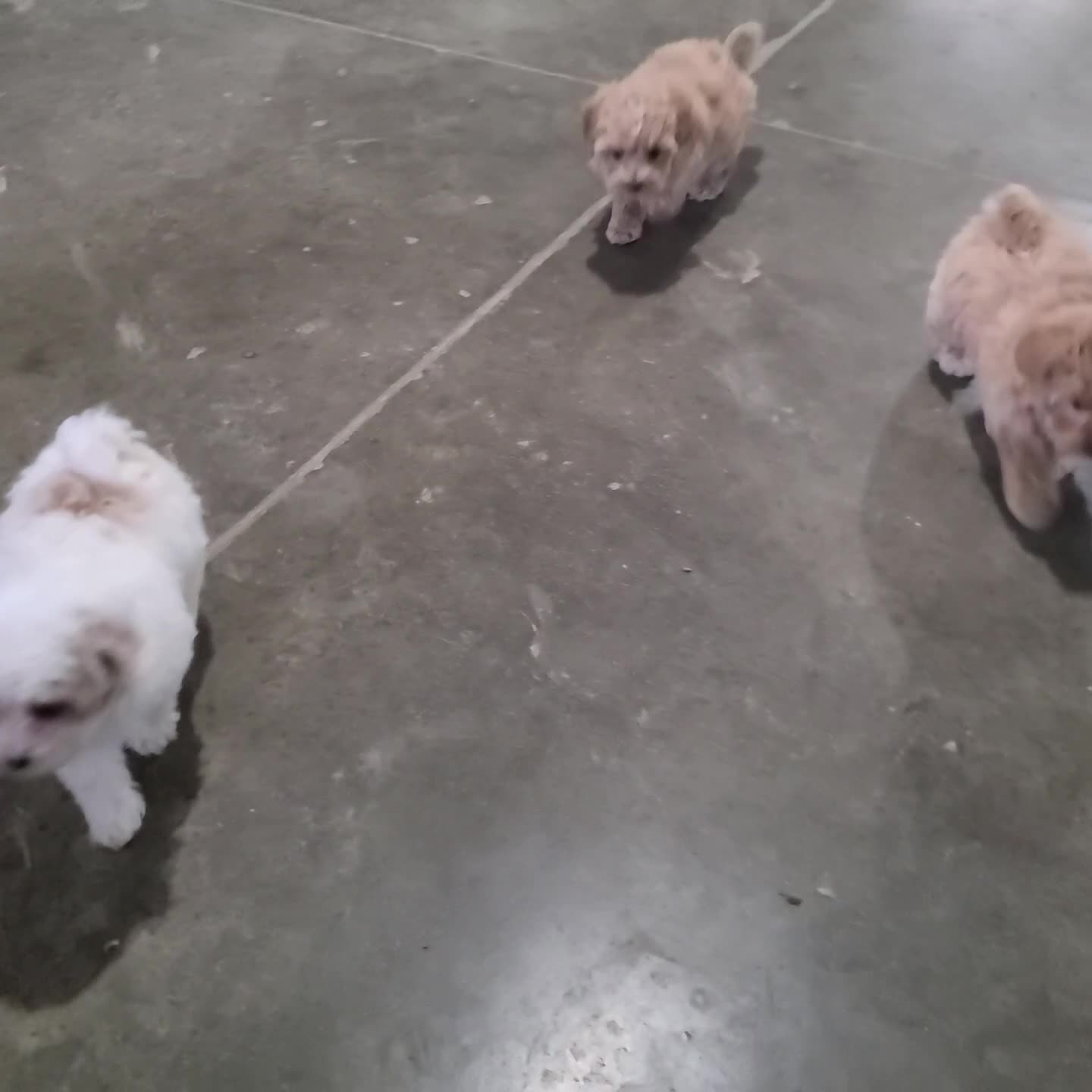 Maltipoo dogs for sale: Ava - Video 1