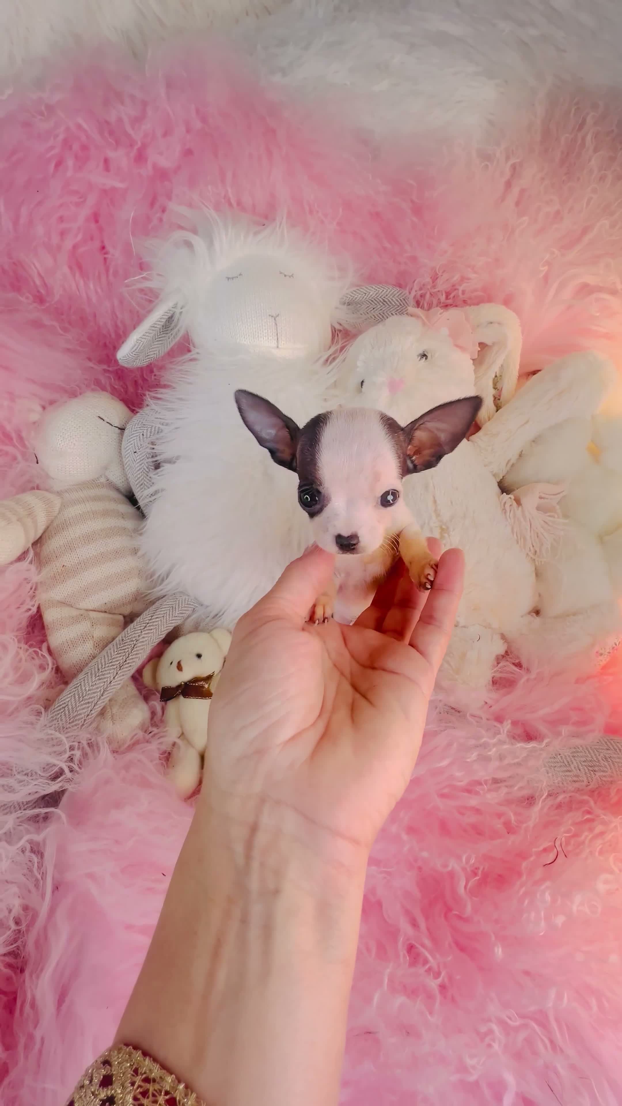 Chihuahua dogs for sale: Teacup/Pocketbook Chihuahua 1 - Video 1