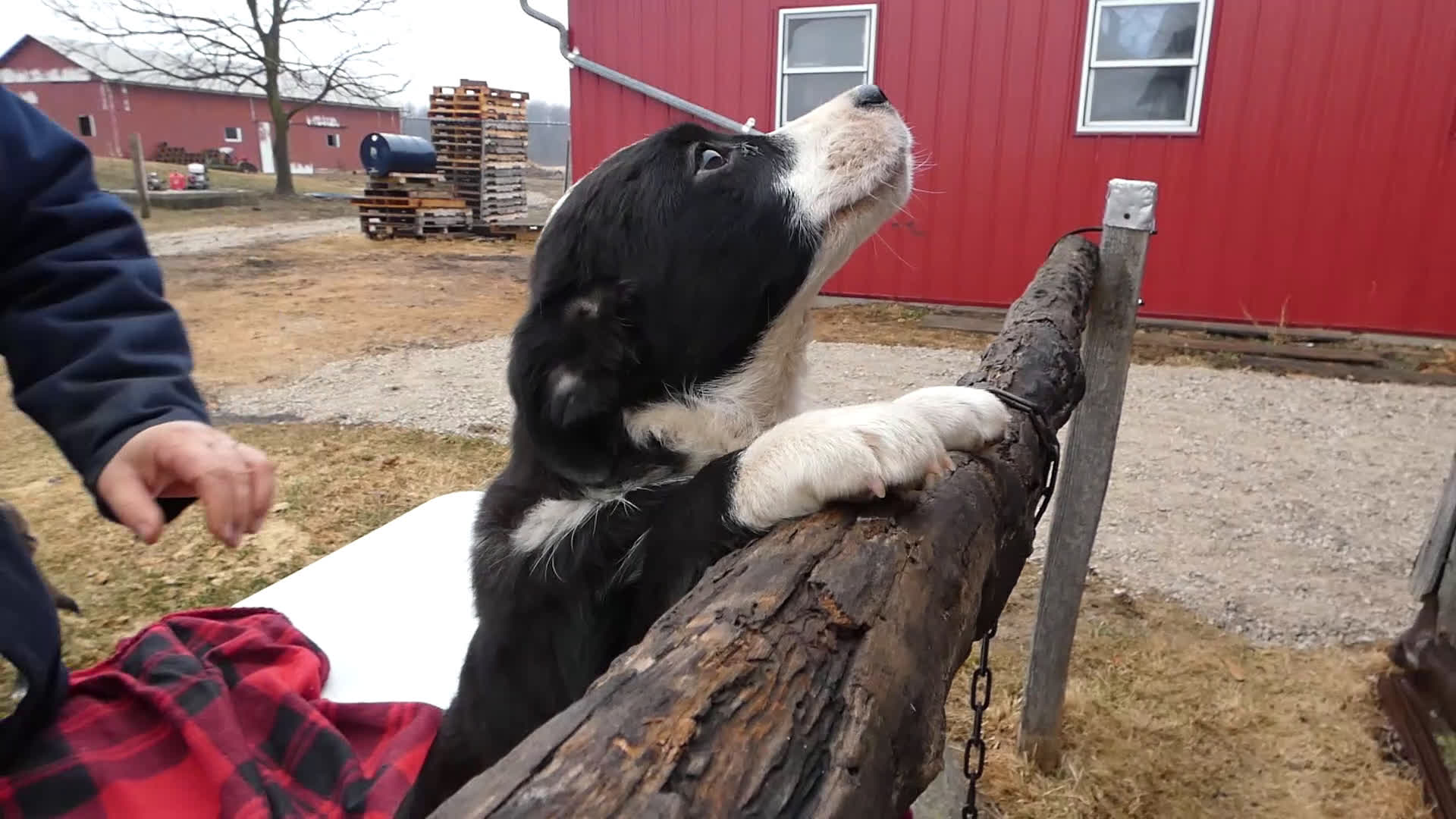 Mixed Breed dogs for sale: Mixed Breed Puppy 4 Robin - Video 1