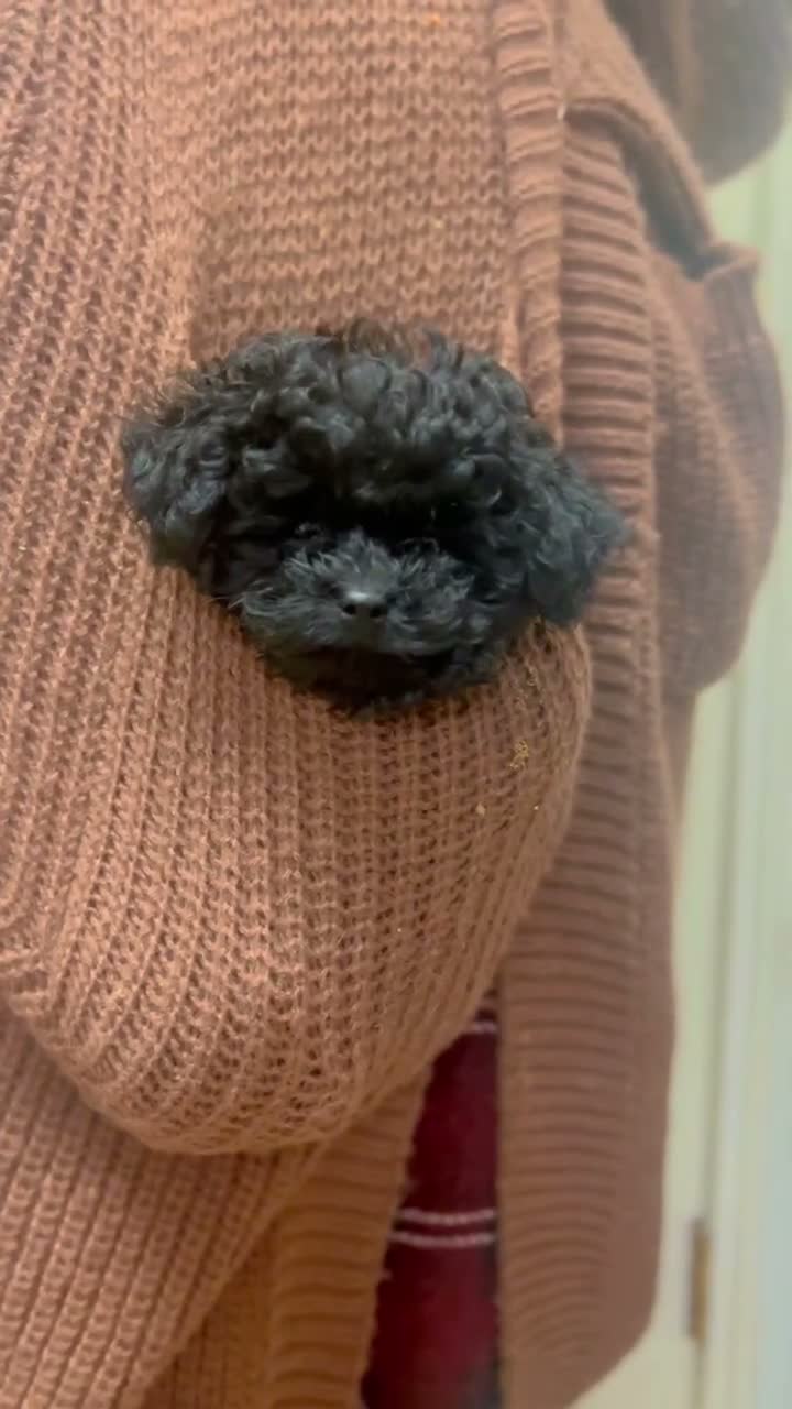 Toy Poodle dogs for sale: Sal teacup poodle - Video 1