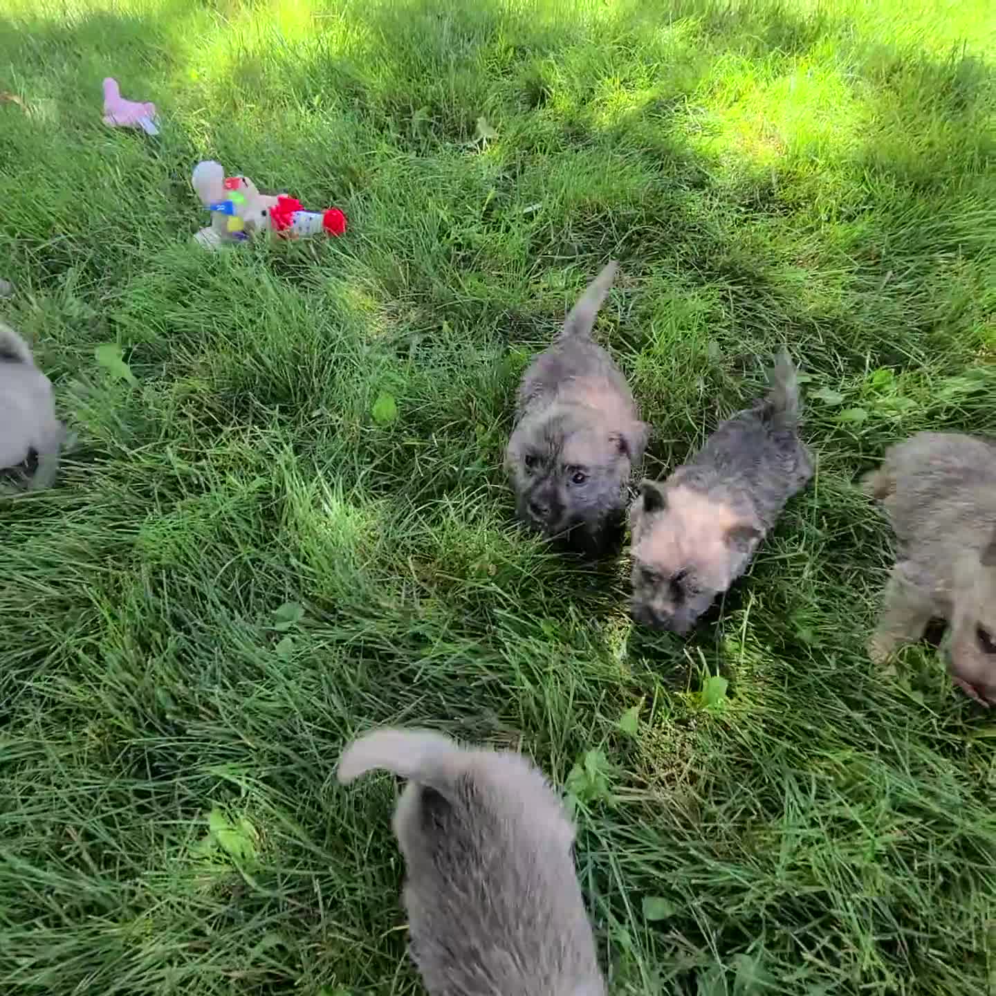 Cairn Terrier dogs for sale: Chase - Video 1