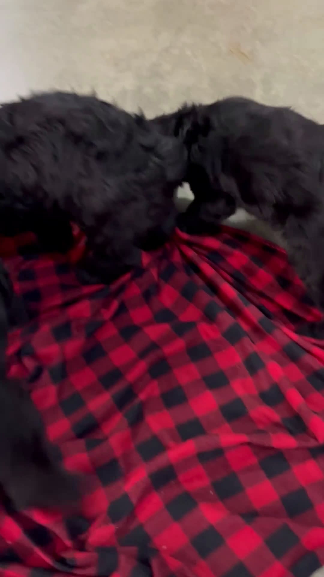 Giant Schnauzer dogs for sale: Angela - Video 3