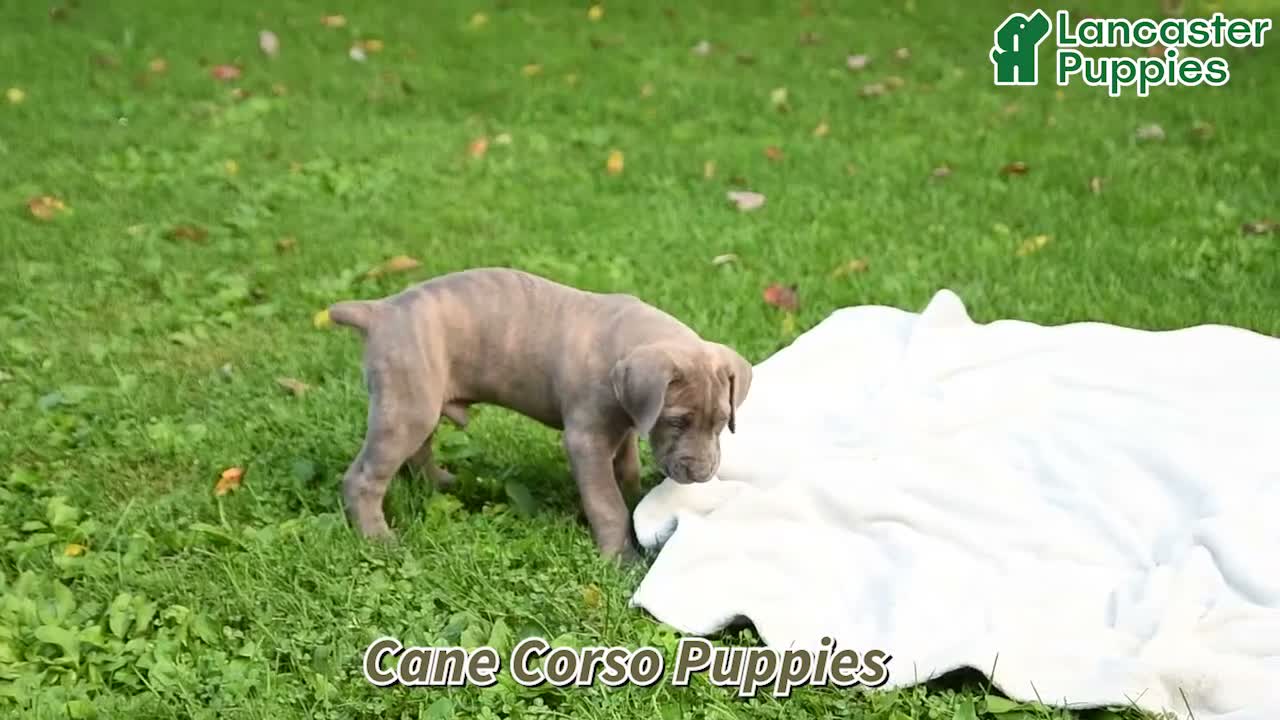 Cane Corso dogs for sale: Duncan - Video 1