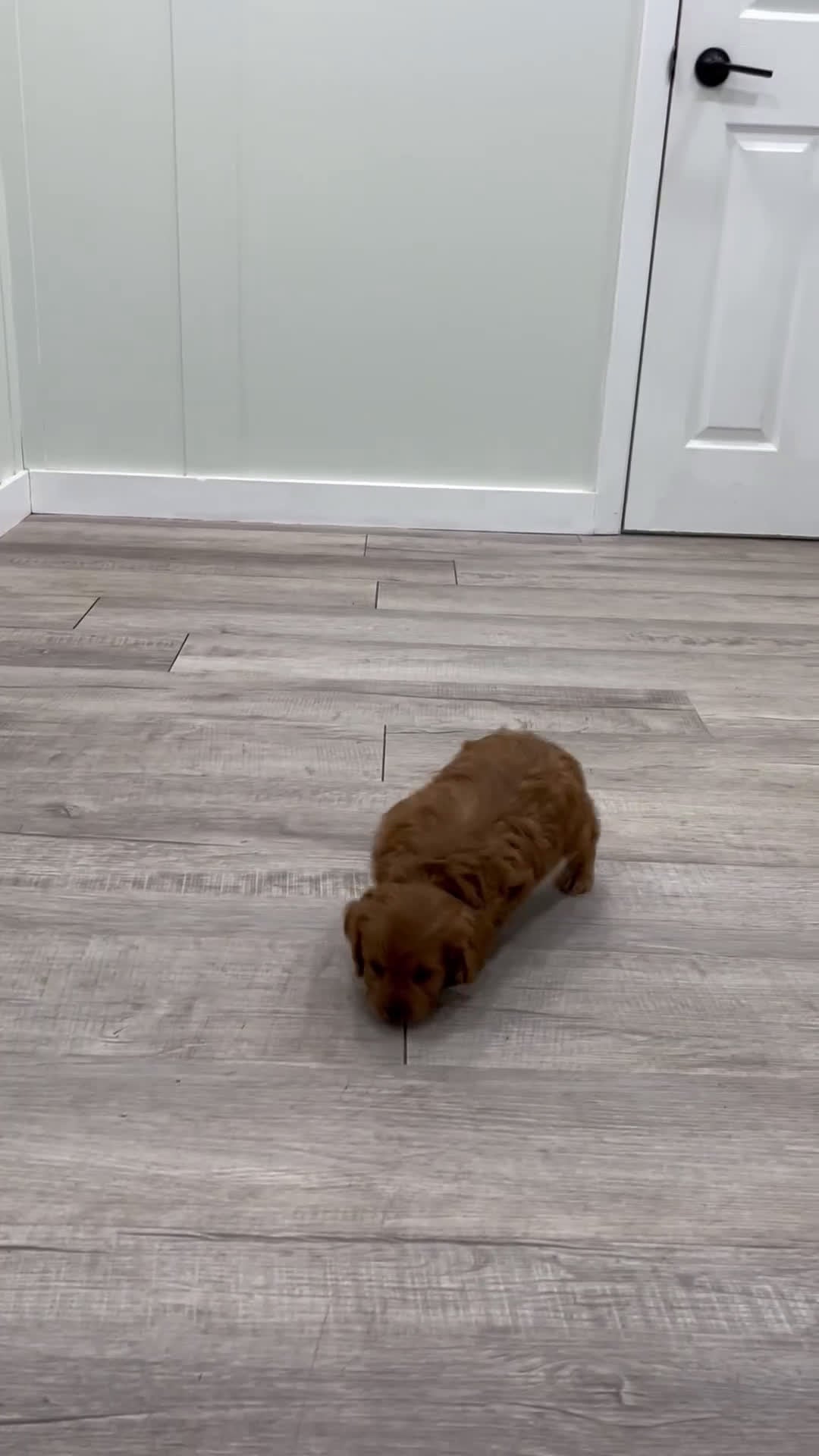 Cavapoo dogs for sale: Reeses - Video 1