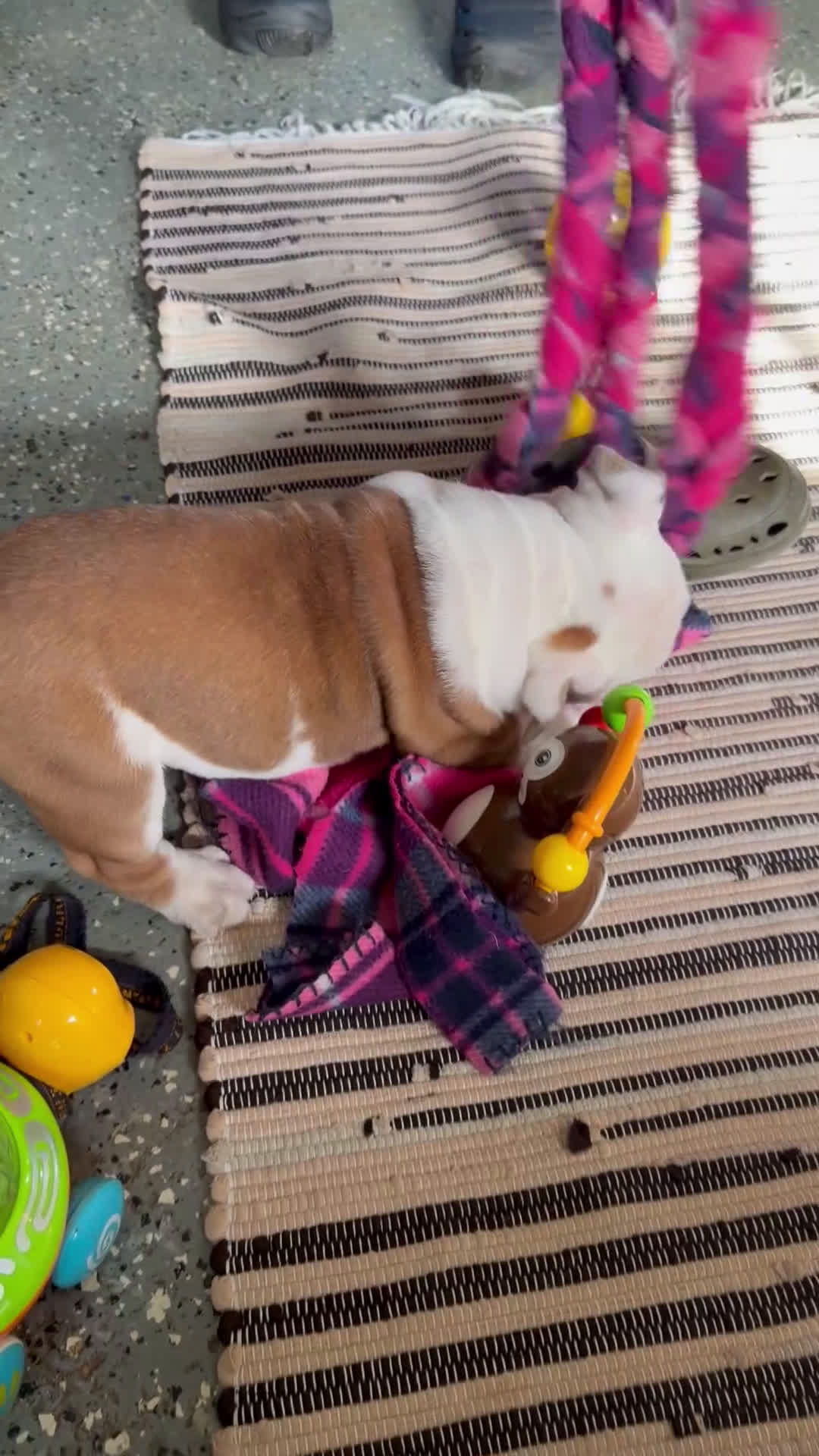 English Bulldog dogs for sale: Theo - Video 1