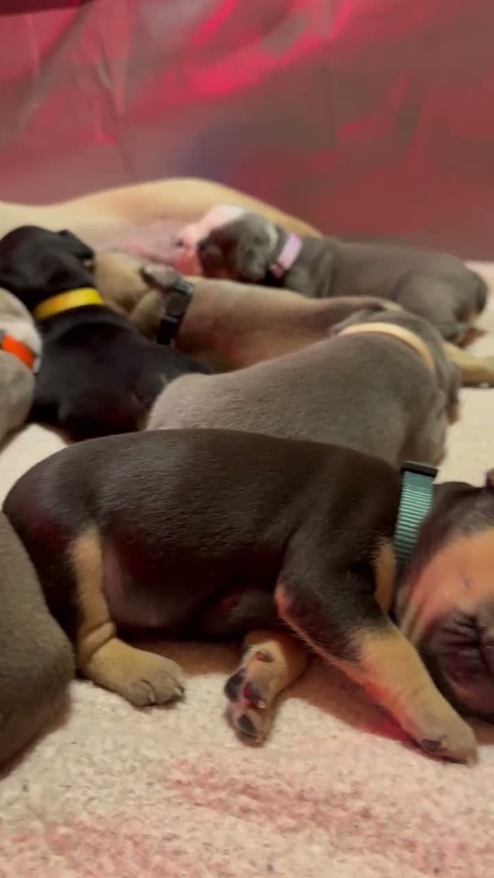 Frenchton dogs for sale: Willow - Video 2
