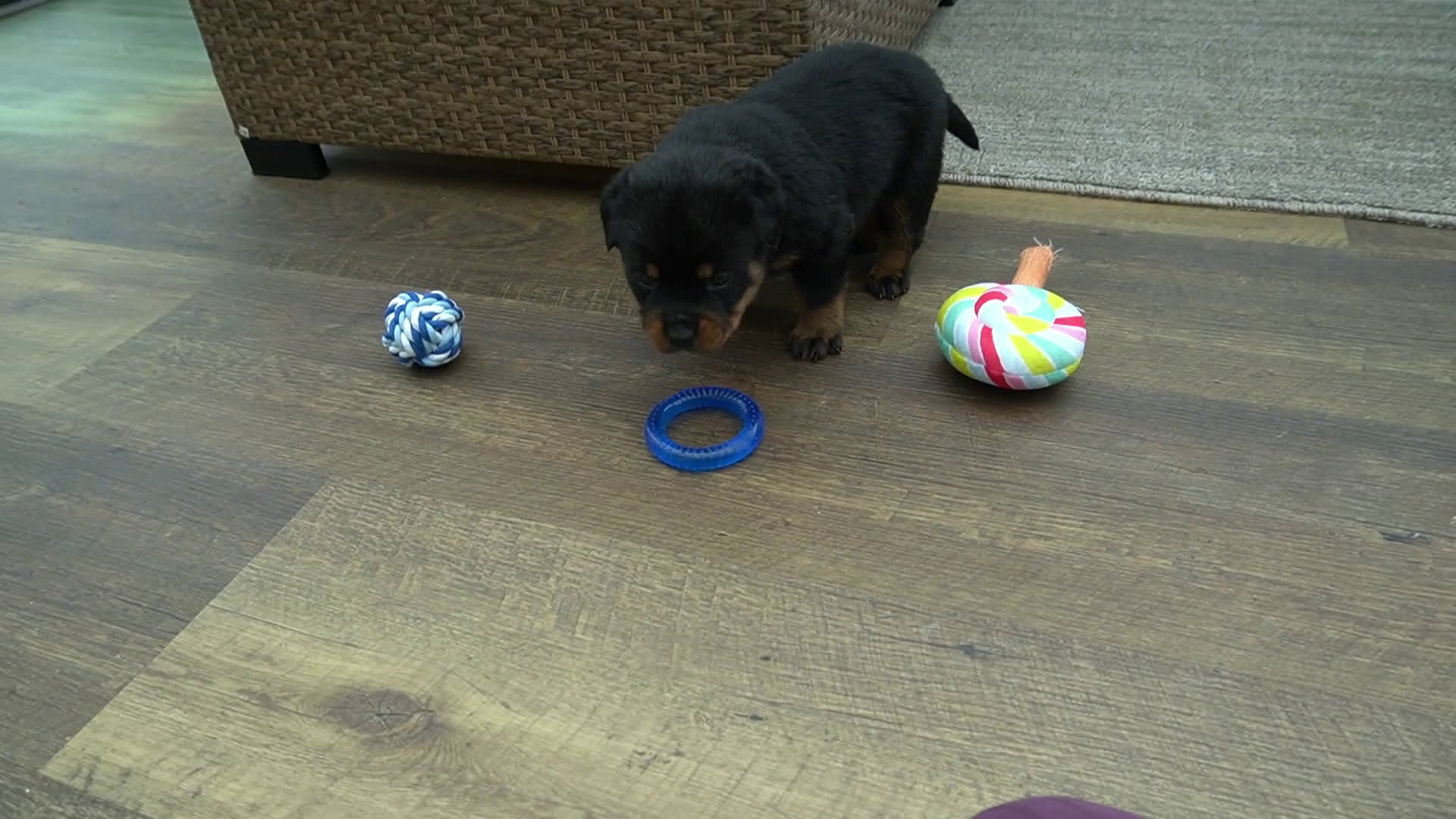 Rottweiler dogs for sale: Remi - Video 1