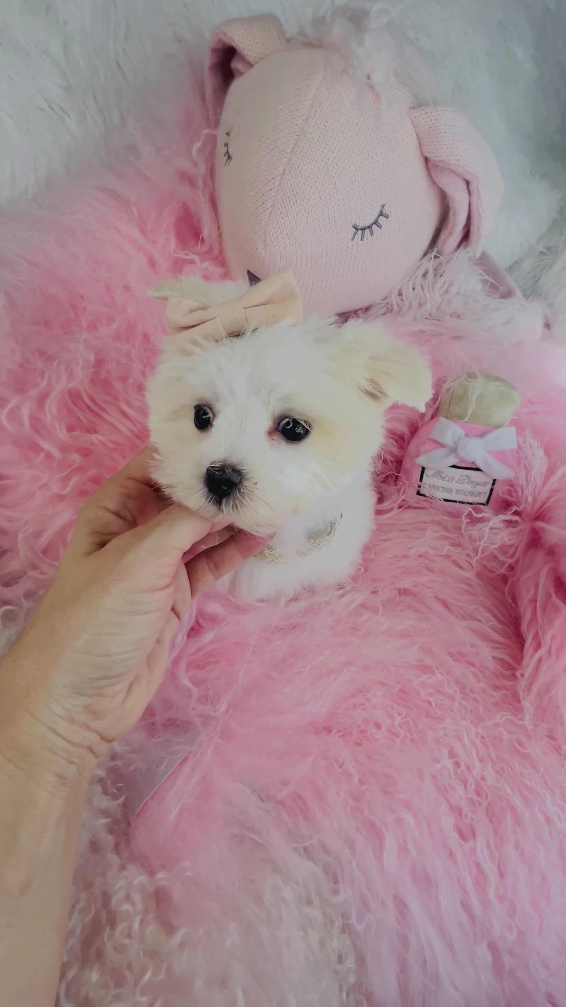 Maltese dogs for sale: Maltese Puppy 2 - Video 1