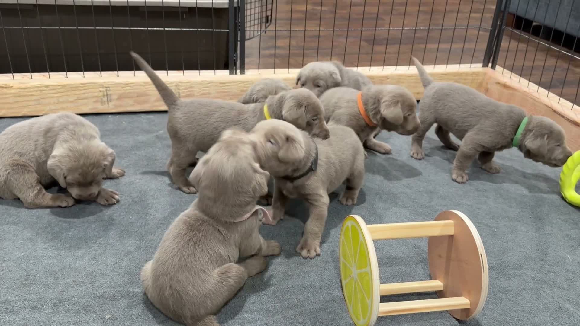 Labrador Retriever dogs for sale: Bernard - Video 2