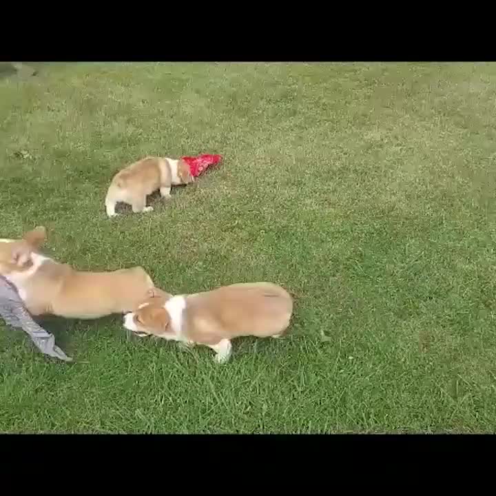 Welsh Corgi Pembroke dogs for sale: Lil Pumkin - Video 1