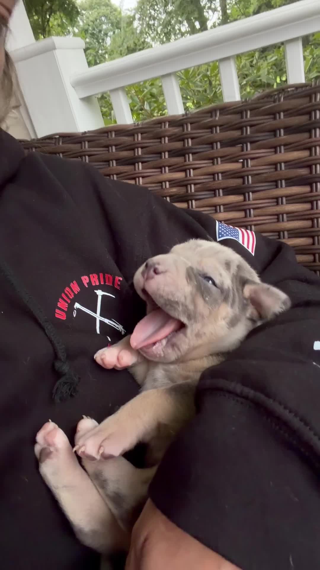 American Bully dogs for sale: Lola - Video 1