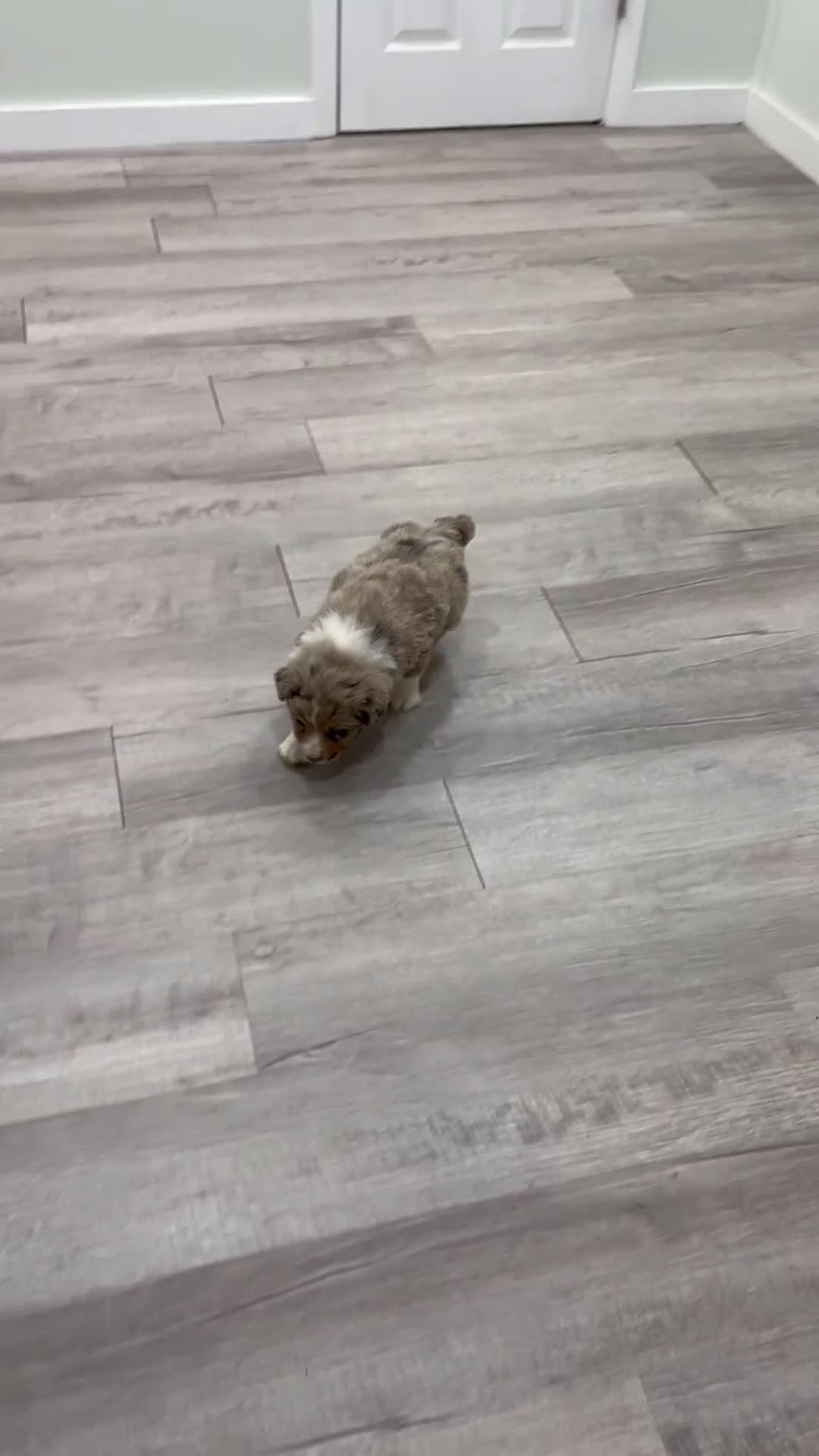 Australian Shepherd dogs for sale: Oliver - Video 1