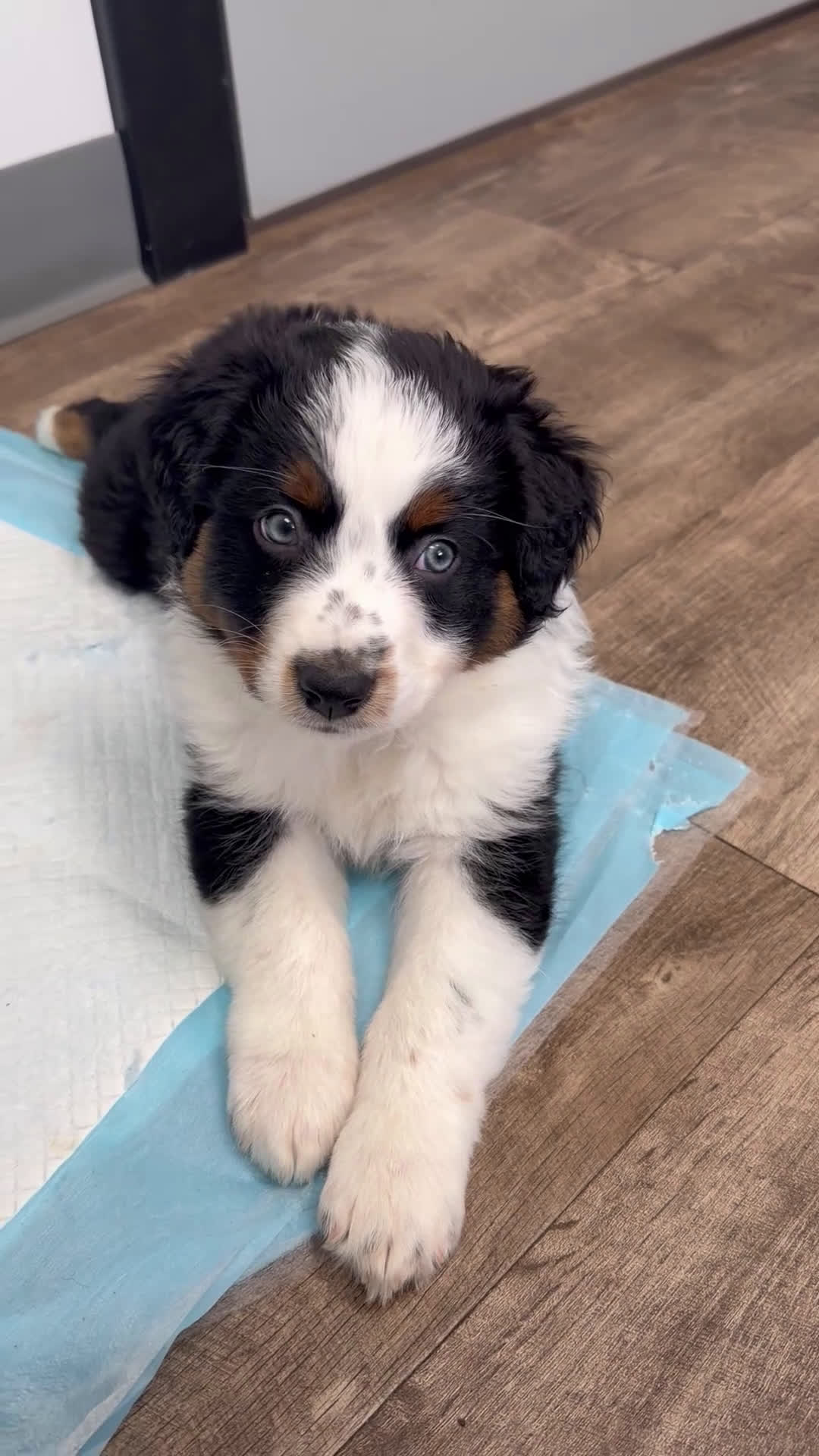 Australian Shepherd dogs for sale: Anchor - Video 3