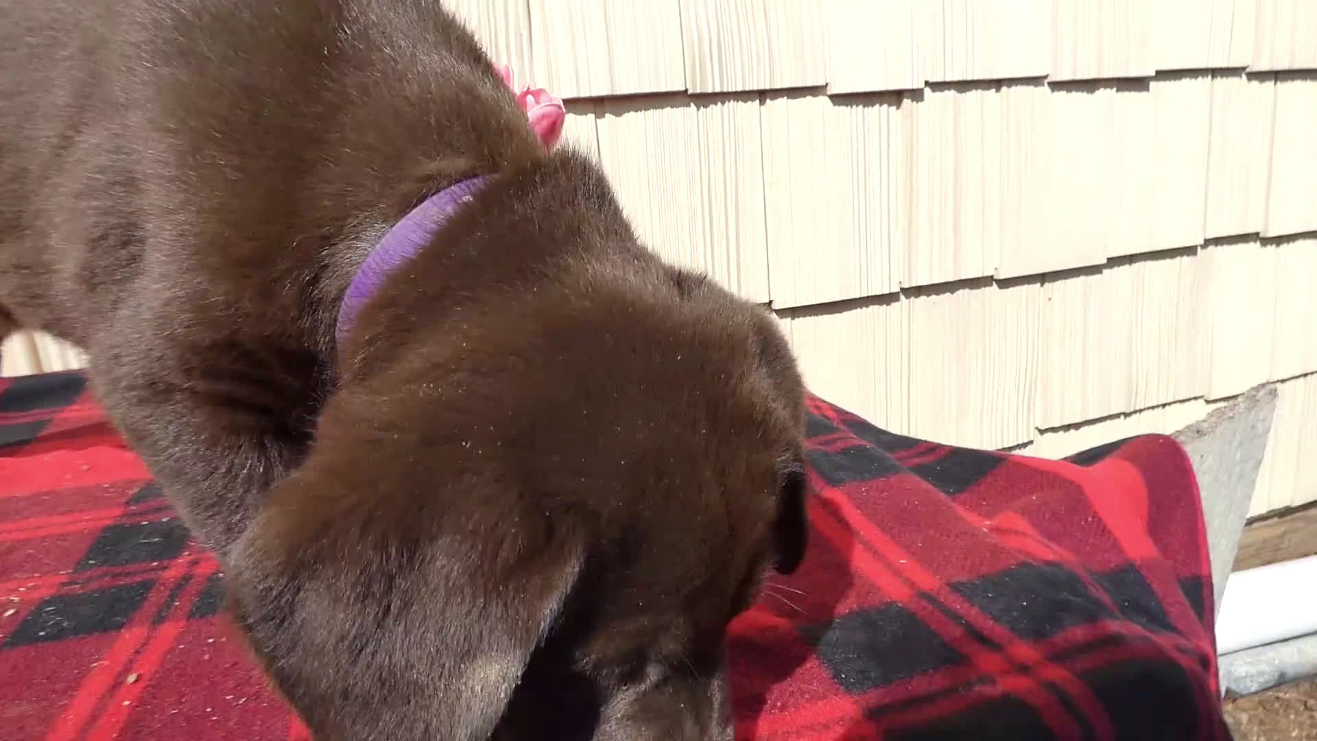 Labrador Retriever dogs for sale: Labrador Retriever Puppy 4 Charlotte - Video 1